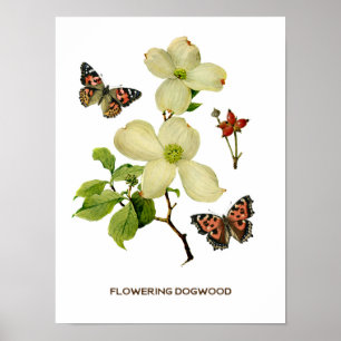 Vintage Blütenfarbener Hartriegel Botanisch Poster