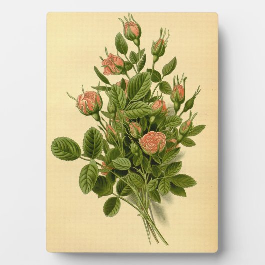 Vintage Blütenorange Pompon Rose Botanisch Fotoplatte (Vorderseite)