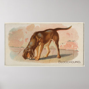 Vintage Bluthund-Hunde-Illustration (1890) Poster