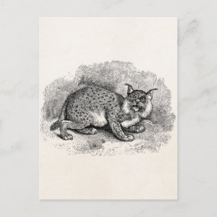 Vintage Bobcat 1800er Bob Katze Luchs Illustration Postkarte