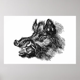 Vintage bösartiger Wildschwein mit Hauern Vorlage Poster