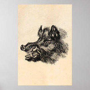 Vintage bösartiger Wildschwein mit Hauern Vorlage Poster