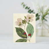 Vintage Botanical Dogwood Tree Abbildung Postkarte (Stehend Vorderseite)