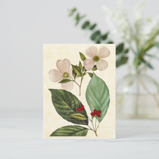 Vintage Botanical Dogwood Tree Abbildung Postkarte (Stehend Vorderseite)