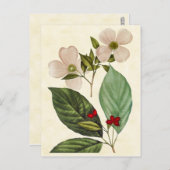 Vintage Botanical Dogwood Tree Abbildung Postkarte (Vorne/Hinten)