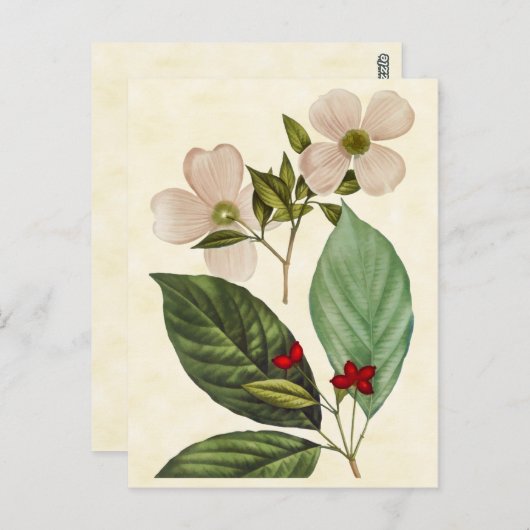 Vintage Botanical Dogwood Tree Abbildung Postkarte (Vorne/Hinten)