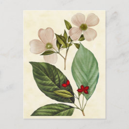 Vintage Botanical Dogwood Tree Abbildung Postkarte