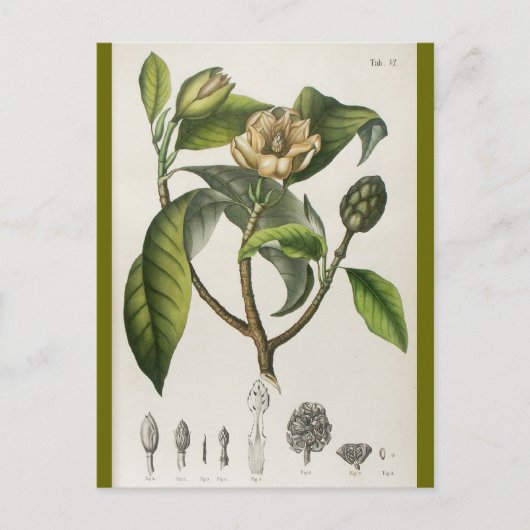 Vintage Botanical Flower Postkarte (Vorderseite)