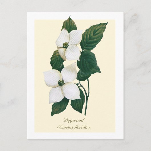 Vintage Botanical Flowering Dogwood Postkarte (Vorderseite)