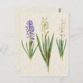 Vintage Botanical Hyacinths Postkarte (Vorne/Hinten)