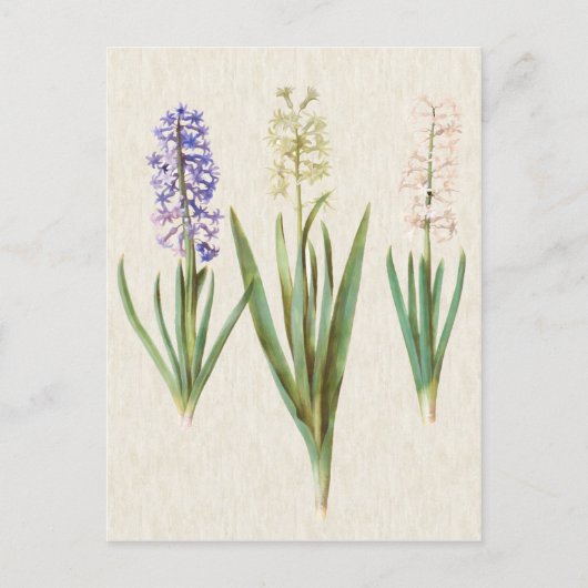 Vintage Botanical Hyacinths Postkarte (Vorderseite)