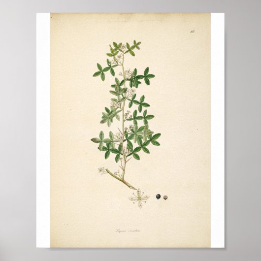 Vintage Botanical Illustration Floral Art Poster (Vorne)