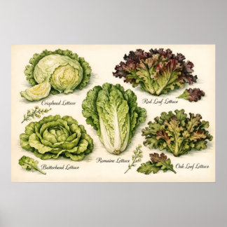 Vintage Botanical Illustration Lettuce Varieties Poster