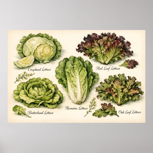 Vintage Botanical Illustration Lettuce Varieties Poster (Vorne)