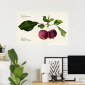 Vintage Botanical Illustration Poster (Heimbüro)