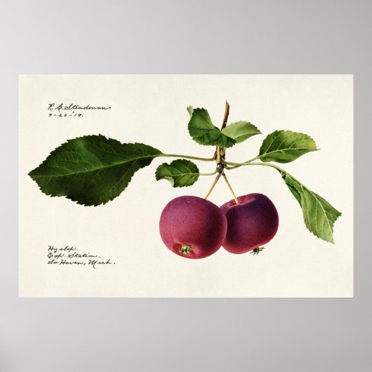 Vintage Botanical Illustration Poster (Vorne)