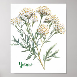 Vintage Botanical Illustration Yarrow Poster