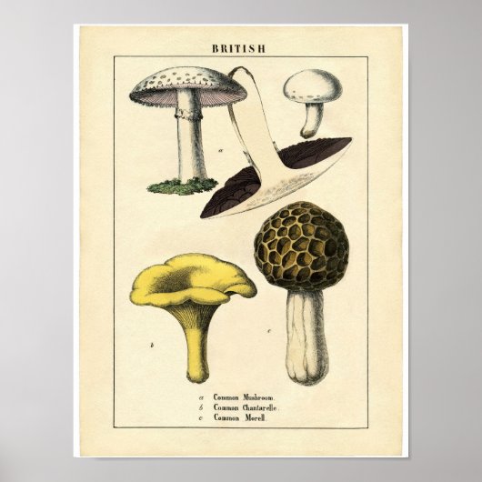 Vintage Botanical Poster - British Mushroom (Vorne)