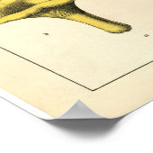 Vintage Botanical Poster - British Mushroom (Ecke)