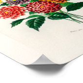 Vintage Botanical Red Dahlia Poster (Ecke)