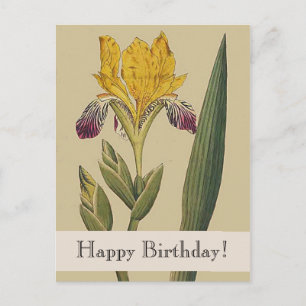 Vintage Botanicals Iris Alles Gute zum Geburtstag Postkarte