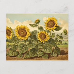 Vintage Botanicals Sonnenblumengarten Postkarte