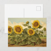Vintage Botanicals Sonnenblumengarten Postkarte (Vorne/Hinten)