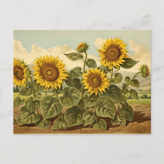 Vintage Botanicals Sonnenblumengarten Postkarte (Vorderseite)