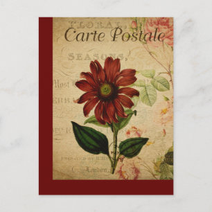 Vintage-Botanik Französische Postkarte Echinacea