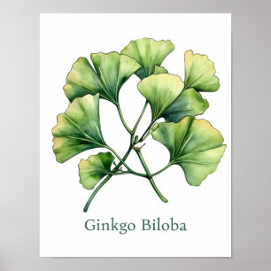Vintage-Botanik-Illustration Ginkgo-Plakat Poster