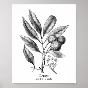 Vintage-Botanik-Illustration Litchi-Plakat Poster