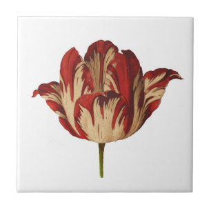 Vintage-Botanik Rembrant-Tulpe Keramikfliese