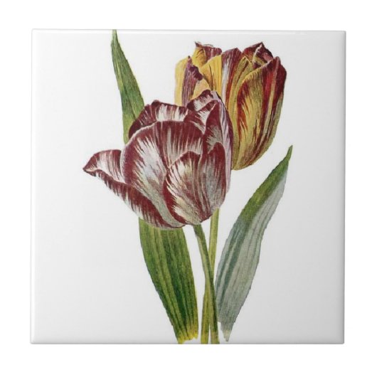 Vintage Botanik - Tulpen, Fliese (Vorderseite)