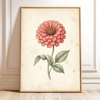 Vintage-Botanik-Zinnia-Blumenkunst-Druck Poster