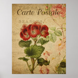 Vintage-Botanikposter - Französisches Pelargonium Poster
