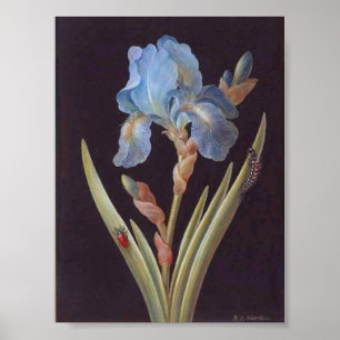 Vintage botanisch-Blume-blaue Iris-on-Black Poster