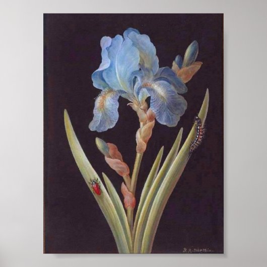 Vintage botanisch-Blume-blaue Iris-on-Black Poster (Vorne)