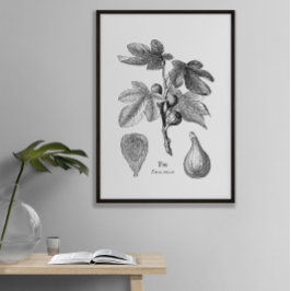 Vintage botanische Abb. Poster