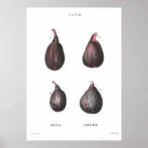 Vintage botanische Abbildung der Zahlen