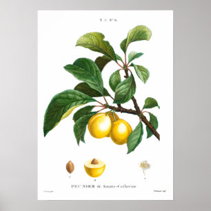Vintage botanische Abbildung einer Platte Poster