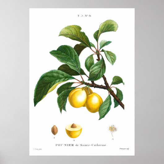 Vintage botanische Abbildung einer Platte Poster (Vorne)