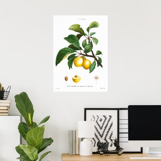 Vintage botanische Abbildung einer Platte Poster (Heimbüro)