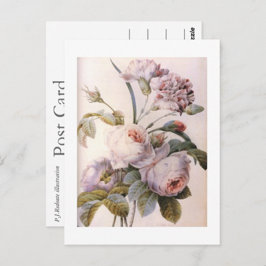 Vintage botanische Abbildung, rosa Postkarte (Vorne/Hinten)