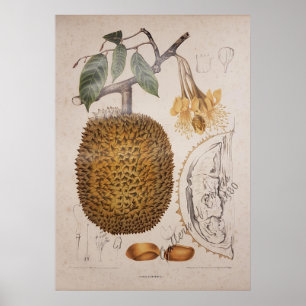 Vintage botanische Abbildung von Duran Obstfrucht Poster
