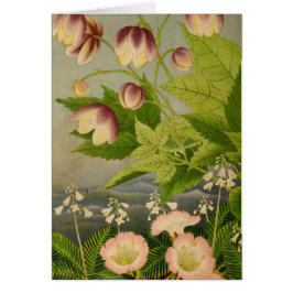 Vintage botanische Anemonbuch-Illustration