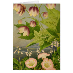Vintage botanische Anemonbuch-Illustration