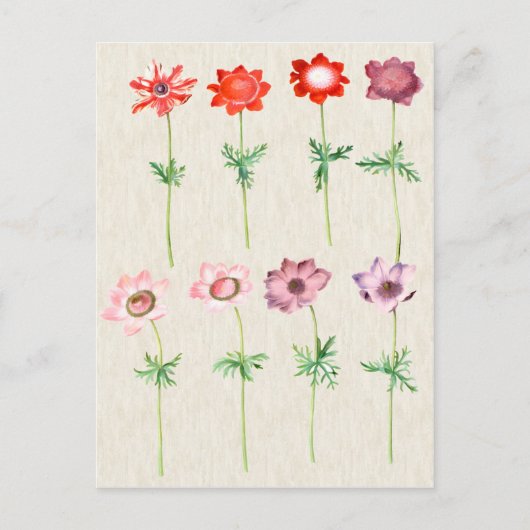Vintage botanische AnemonIllustration Postkarte (Vorderseite)