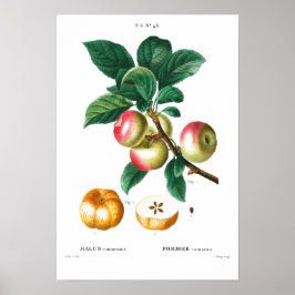 VINTAGE BOTANISCHE APEL REDOUTÉ POSTER