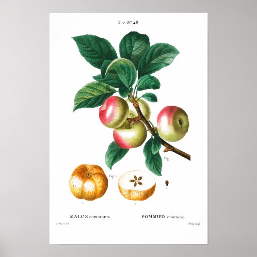 VINTAGE BOTANISCHE APEL REDOUTÉ POSTER (Vorne)