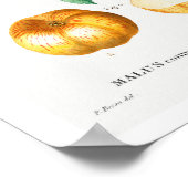 VINTAGE BOTANISCHE APEL REDOUTÉ POSTER (Ecke)